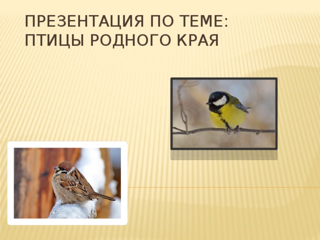 ПРЕЗЕНТАЦИЯ ПО ТЕМЕ: ПТИЦЫ РОДНОГО КРАЯ 