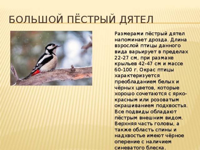 Большой пёстрый дятел Размерами пёстрый дятел напоминает дрозда. Длина взрослой птицы данного вида варьирует в пределах 22-27 см, при размахе крыльев 42-47 см и массе 60-100 г. Окрас птицы характеризуется преобладанием белых и чёрных цветов, которые хорошо сочетаются с ярко-красным или розоватым окрашиванием подхвостья. Все подвиды обладают пёстрым внешним видом. Верхняя часть головы, а также область спины и надхвостье имеют чёрное оперение с наличием синеватого блеска. 