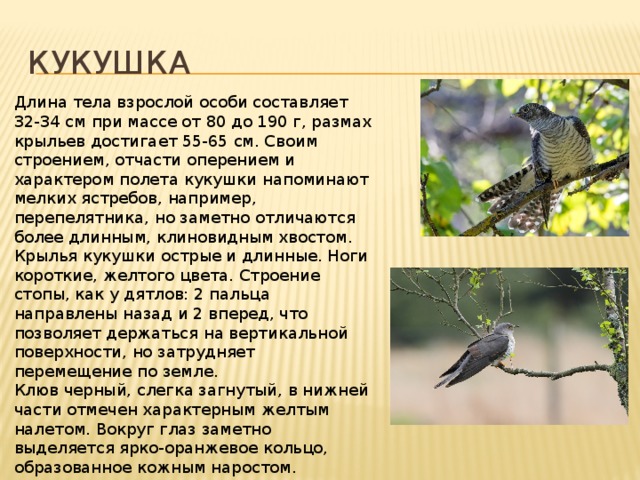 Кукушка Длина тела взрослой особи составляет 32-34 см при массе от 80 до 190 г, размах крыльев достигает 55-65 см. Своим строением, отчасти оперением и характером полета кукушки напоминают мелких ястребов, например, перепелятника, но заметно отличаются более длинным, клиновидным хвостом. Крылья кукушки острые и длинные. Ноги короткие, желтого цвета. Строение стопы, как у дятлов: 2 пальца направлены назад и 2 вперед, что позволяет держаться на вертикальной поверхности, но затрудняет перемещение по земле. Клюв черный, слегка загнутый, в нижней части отмечен характерным желтым налетом. Вокруг глаз заметно выделяется ярко-оранжевое кольцо, образованное кожным наростом. 