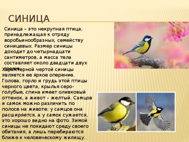 синица Синица – это некрупная птица, принадлежащая к отряду воробьинообразных, семейству синицевых. Размер синицы доходит до четырнадцати сантиметров, а масса тела составляет около двадцати двух грамм.    Характерной чертой синицы является ее яркое оперение. Голова, горло и грудь этой птицы черного цвета, крылья серо-голубые, спина имеет оливковый оттенок, а живот – желтый. Самцов и самок можно различить по полосе на животе: у самцов она расширяется, а у самок сужается, это хорошо видно на фото. Зимой синицы не покидают среду своего обитания, а лишь перебираются ближе к человеческому жилищу.    