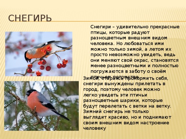 снегирь Снегири – удивительно прекрасные птицы, которые радуют разноцветным внешним видом человека. Но любоваться ими можно только зимой, а летом их просто невозможно увидеть, ведь они меняют свой окрас, становятся менее разноцветными и полностью погружаются в заботу о своём птичьем потомстве    Зимой, стараясь прокормить себя, снегири вынуждены прилетать в город, поэтому человек можно легко увидеть эти птичьи разноцветные шарики, которые будут перелетать с ветки на ветку. Зимний снегирь не только выглядит красиво, но и поднимают своим внешним видом настроение человеку    