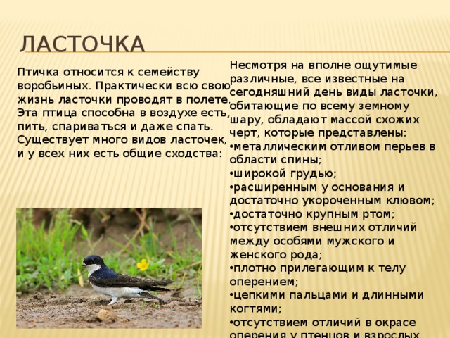 Ласточка Несмотря на вполне ощутимые различные, все известные на сегодняшний день виды ласточки, обитающие по всему земному шару, обладают массой схожих черт, которые представлены: металлическим отливом перьев в области спины; широкой грудью; расширенным у основания и достаточно укороченным клювом; достаточно крупным ртом; отсутствием внешних отличий между особями мужского и женского рода; плотно прилегающим к телу оперением; цепкими пальцами и длинными когтями; отсутствием отличий в окрасе оперения у птенцов и взрослых птиц. Птичка относится к семейству воробьиных. Практически всю свою жизнь ласточки проводят в полете. Эта птица способна в воздухе есть, пить, спариваться и даже спать. Существует много видов ласточек, и у всех них есть общие сходства:   