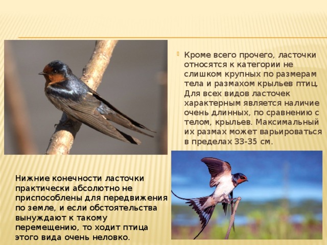 Кроме всего прочего, ласточки относятся к категории не слишком крупных по размерам тела и размахом крыльев птиц. Для всех видов ласточек характерным является наличие очень длинных, по сравнению с телом, крыльев. Максимальный их размах может варьироваться в пределах 33-35 см. Нижние конечности ласточки практически абсолютно не приспособлены для передвижения по земле, и если обстоятельства вынуждают к такому перемещению, то ходит птица этого вида очень неловко. 