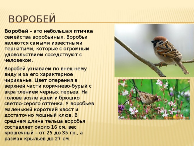 воробей Воробей – это небольшая птичка семейства воробьиных. Воробьи являются самыми известными пернатыми, которые с огромным удовольствием соседствуют с человеком. Воробей узнаваем по внешнему виду и за его характерное чириканье. Цвет оперения в верхней части коричнево-бурый с вкраплением черных перьев. На голове возле ушей и брюшко светло-серого оттенка. У воробьев маленький короткий хвост и достаточно мощный клюв. В среднем длина тельца воробья составляет около 16 см, вес крошечный – от 25 до 35 гр., а размах крыльев до 27 см. 