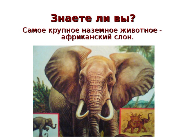  Знаете ли вы?   Самое крупное наземное животное - африканский слон.  