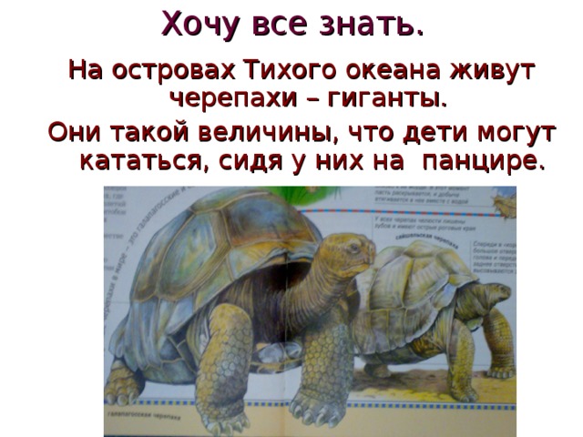 Хочу все знать. На островах Тихого океана живут черепахи – гиганты. Они такой величины, что дети могут кататься, сидя у них на панцире. 