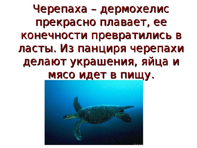 Черепаха – дермохелис прекрасно плавает, ее конечности превратились в ласты. Из панциря черепахи делают украшения, яйца и мясо идет в пищу. 