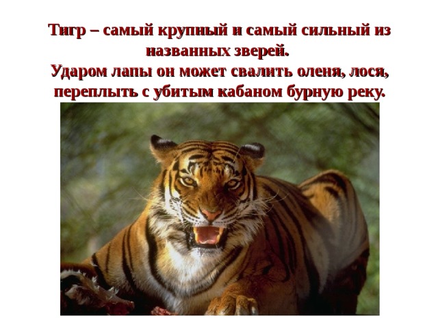 Тигр – самый крупный и самый сильный из названных зверей.  Ударом лапы он может свалить оленя, лося, переплыть с убитым кабаном бурную реку.   