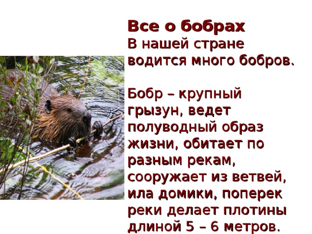 Все о бобрах  В нашей стране водится много бобров.  Бобр – крупный грызун, ведет полуводный образ жизни, обитает по разным рекам, сооружает из ветвей, ила домики, поперек реки делает плотины длиной 5 – 6 метров. 