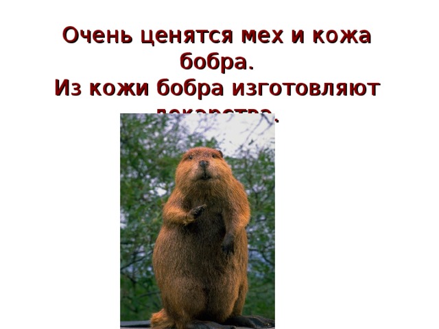 Очень ценятся мех и кожа бобра.  Из кожи бобра изготовляют лекарства. 