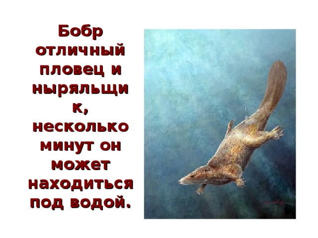 Бобр отличный пловец и ныряльщик, несколько минут он может находиться под водой. 