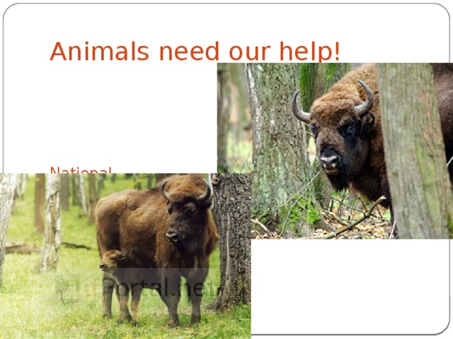Animals need our help! National parks in Russia. 