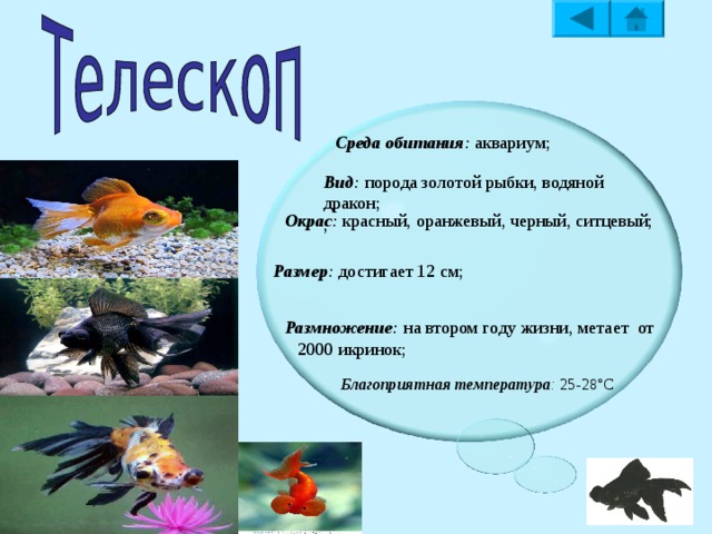 Среда обитания : аквариум, рифы;  Вид : морская рыба; Окра с: оранжево-белый, желто-белый; Размер : 12-13 см; Размножение : достикнув 4-5 см метает 600-800  икринок  ; Благоприятная температура : 25-30°С  