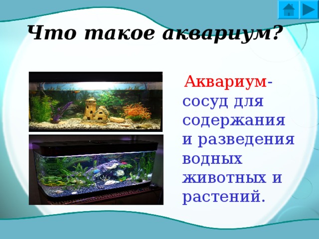 ЦЕЛИ И ЗАДАЧИ Что такое аквариум?  Знакомство с обычными обитателями  аквариума Самоконтроль 