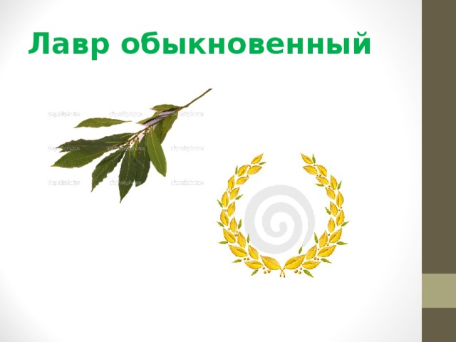 Лавр обыкновенный 