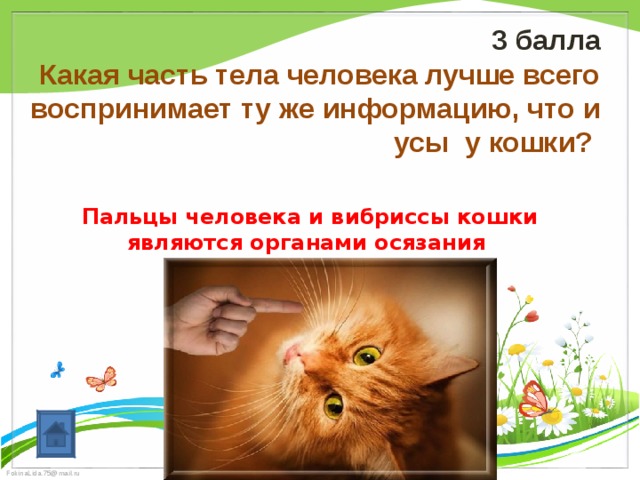 3 балла Какая часть тела человека лучше всего воспринимает ту же информацию, что и  усы  у кошки? Пальцы человека и вибриссы кошки являются органами осязания 