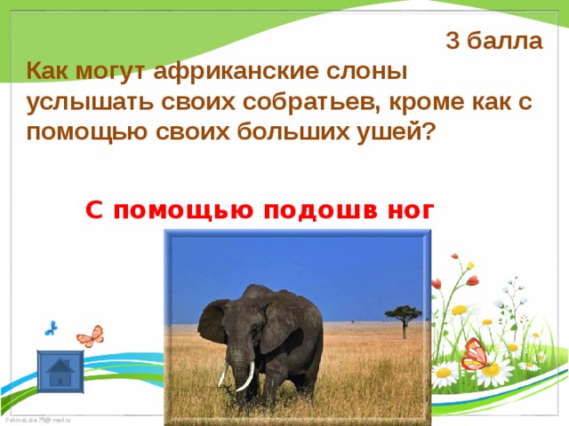 3 балла Как могут африканские слоны услышать своих собратьев, кроме как с помощью своих больших ушей? С помощью подошв ног 