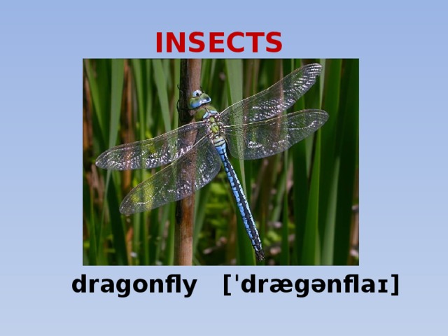 INSECTS  dragonfly [ˈdrægənflaɪ] 