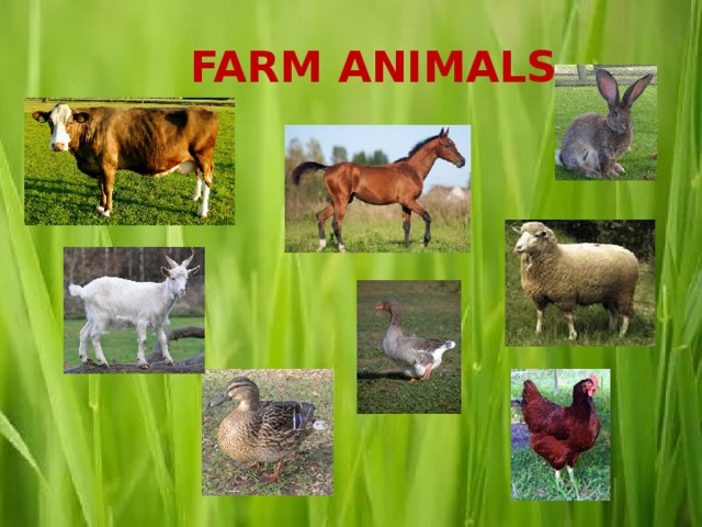  FARM ANIMALS 