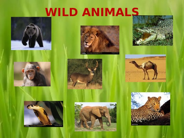 WILD ANIMALS 