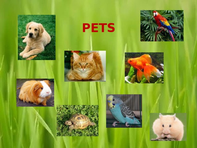 PETS 