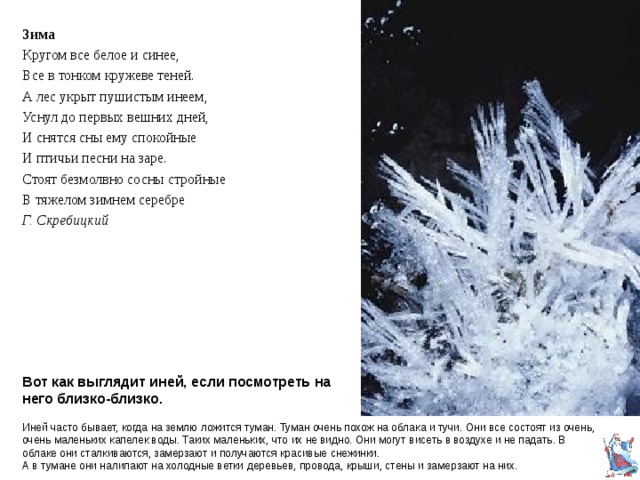Зима Кругом все белое и синее, Все в тонком кружеве теней. А лес укрыт пушистым инеем, Уснул до первых вешних дней, И снятся сны ему спокойные И птичьи песни на заре. Стоят безмолвно сосны стройные В тяжелом зимнем серебре Г.  Скребицкий   Почти колыбельная … Снег тепло укутал лес, Полный сказок и чудес. Иней скрыл березок кроны Под алмазные короны. Спрятали под шапки лбы Телеграфные столбы. На зеленый бархат ели Шубки белые надели. … Усвяцов Р.  Вот как выглядит иней, если посмотреть на него близко-близко. Иней часто бывает, когда на землю ложится туман. Туман очень похож на облака и тучи. Они все состоят из очень, очень маленьких капелек воды. Таких маленьких, что их не видно. Они могут висеть в воздухе и не падать. В облаке они сталкиваются, замерзают и получаются красивые снежинки.  А в тумане они налипают на холодные ветки деревьев, провода, крыши, стены и замерзают на них. 