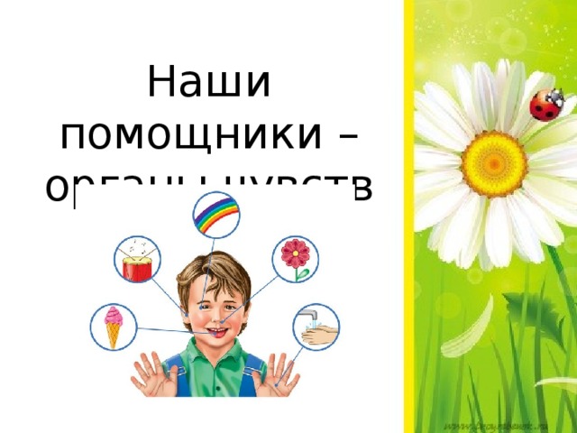 Наши помощники – органы чувств 
