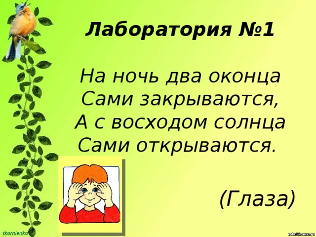 Лаборатория №1   На ночь два оконца  Сами закрываются,  А с восходом солнца  Сами открываются. (Глаза) 