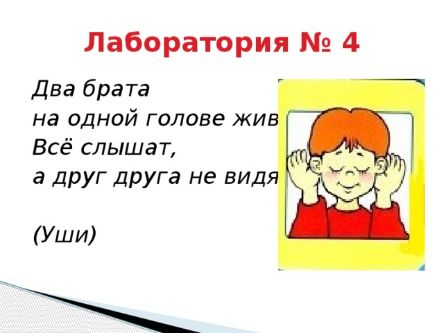 Лаборатория № 4 Два брата на одной голове живут, Всё слышат, а друг друга не видят.  (Уши) 