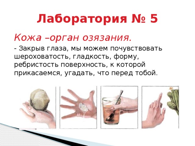 Лаборатория № 5 Кожа –орган озязания. - Закрыв глаза, мы можем почувствовать шероховатость, гладкость, форму, ребристость поверхность, к которой прикасаемся, угадать, что перед тобой. 