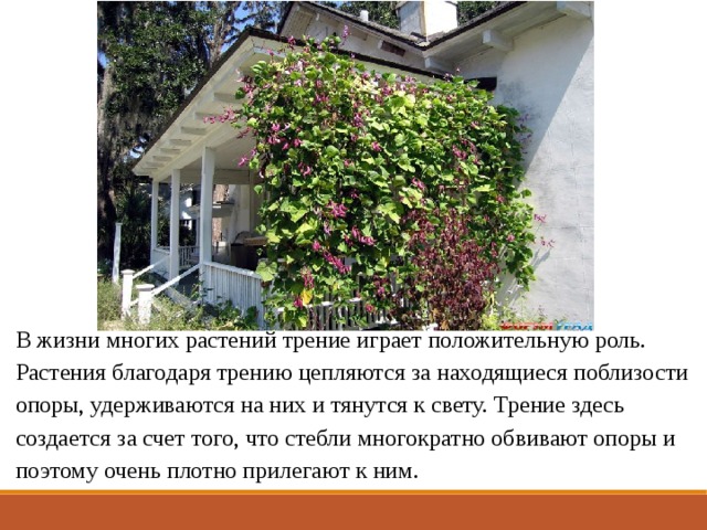 В жизни многих растений трение играет положительную роль. Растения благодаря трению цепляются за находящиеся поблизости опоры, удерживаются на них и тянутся к свету. Трение здесь создается за счет того, что стебли многократно обвивают опоры и поэтому очень плотно прилегают к ним.  
