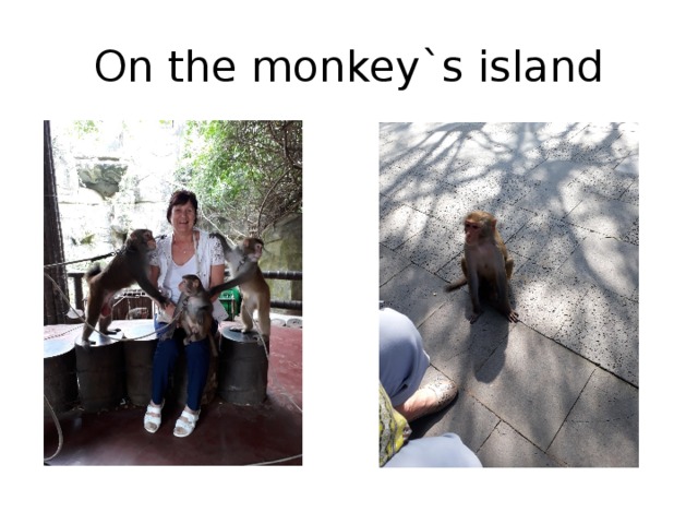 On the monkey`s island 