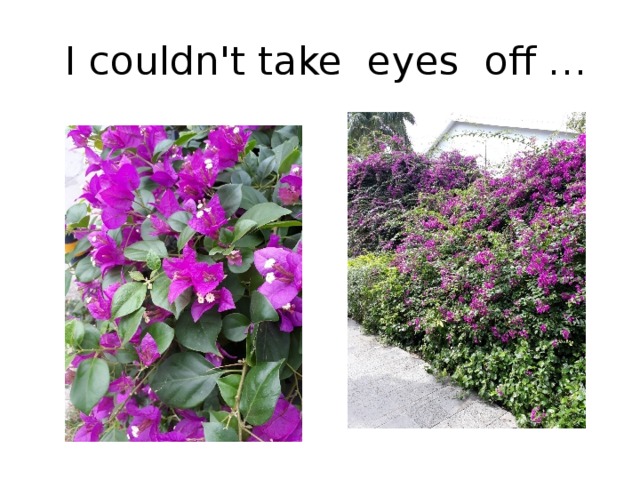  I couldn't take  eyes  off … 