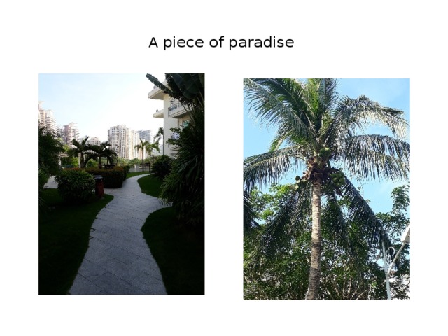  A piece of paradise   