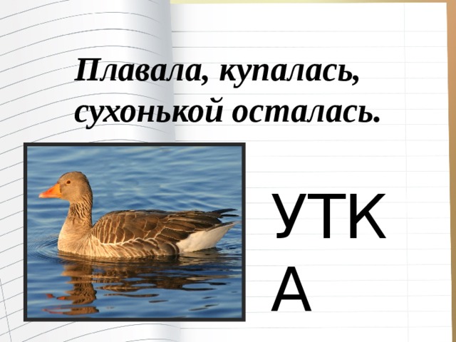 Плавала, купалась, сухонькой осталась. УТКА 
