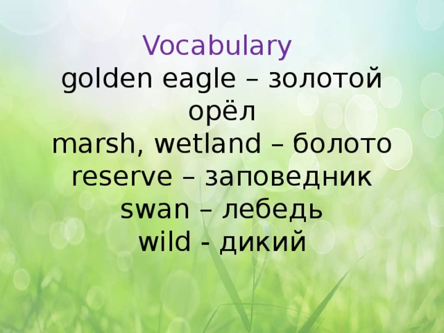 Vocabulary  golden eagle – золотой орёл  marsh, wetland – болото  reserve – заповедник  swan – лебедь  wild - дикий   
