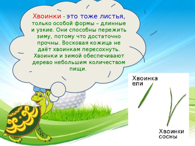 Хвоинки - это тоже листья, только особой формы – длинные и узкие. Они способны пережить зиму, потому что достаточно прочны. Восковая кожица не даёт хвоинкам пересохнуть. Хвоинки и зимой обеспечивают дерево небольшим количеством пищи. 