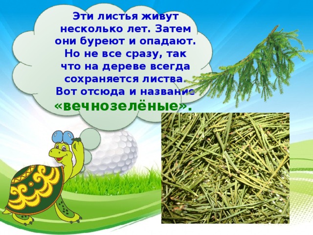 Эти листья живут несколько лет. Затем они буреют и опадают. Но не все сразу, так что на дереве всегда сохраняется листва. Вот отсюда и название «вечнозелёные».  
