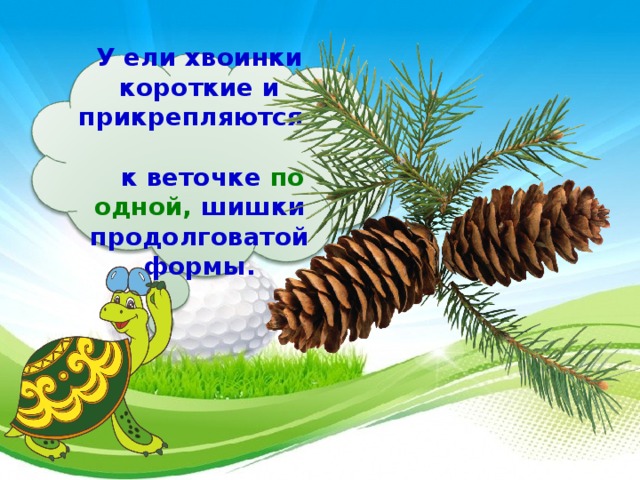 У ели хвоинки короткие и прикрепляются к веточке по одной, шишки продолговатой формы.  