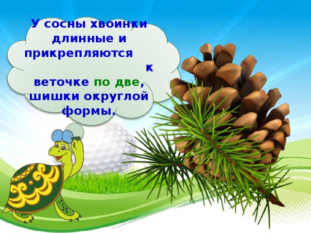 У сосны хвоинки длинные и прикрепляются к веточке по две , шишки округлой формы.  