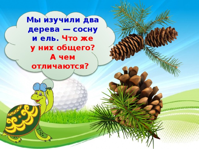 Мы изучили два дерева — сосну и ель. Что же у них общего? А чем отличаются?  