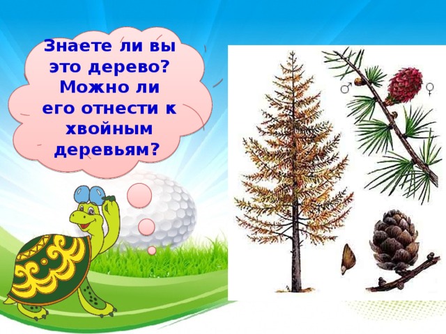 Знаете ли вы это дерево? Можно ли его отнести к хвойным деревьям?  