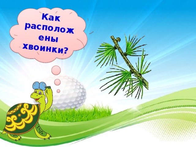 Как расположены хвоинки?  