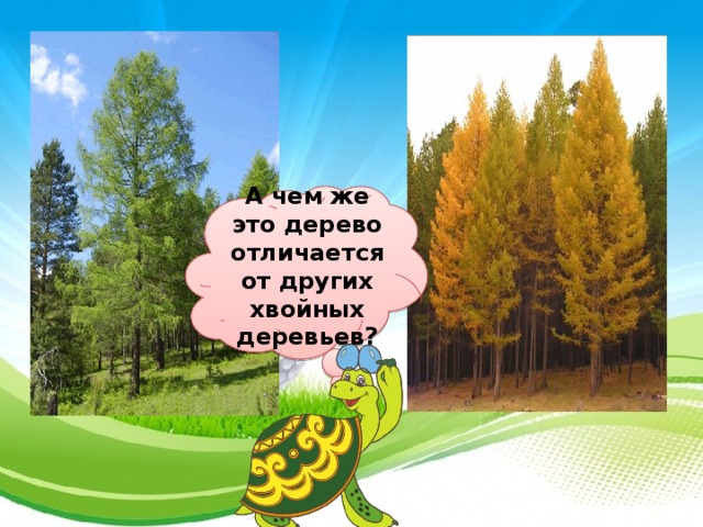 А чем же это дерево отличается от других хвойных деревьев?  