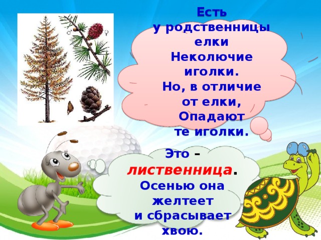  Есть у родственницы елки  Неколючие иголки.  Но, в отличие от елки,  Опадают те иголки.  Это – лиственница . Осенью она желтеет и сбрасывает хвою.  