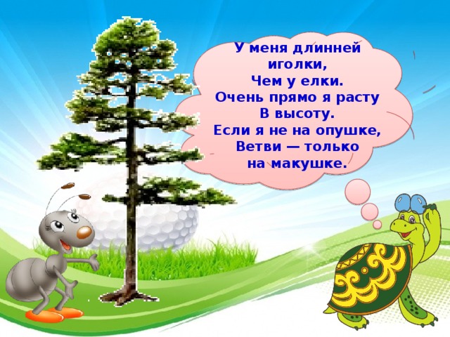  У меня длинней иголки,  Чем у елки.  Очень прямо я расту  В высоту.  Если я не на опушке,  Ветви — только на макушке.    