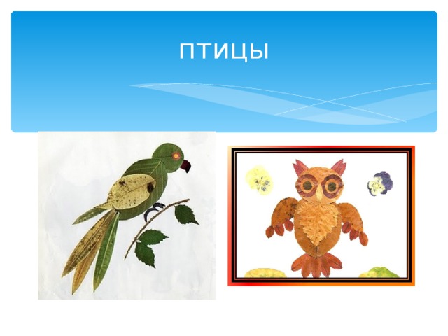 птицы 