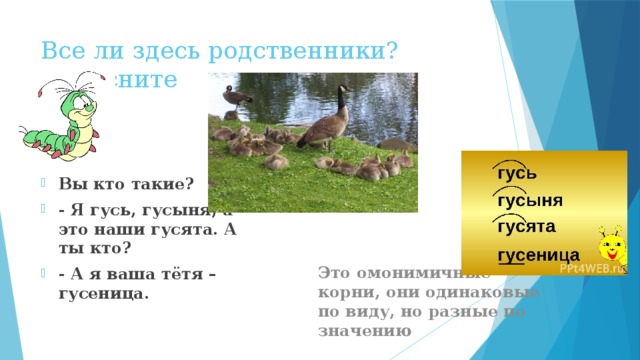 Все ли здесь родственники? Объясните Вы кто такие? - Я гусь, гусыня, а это наши гусята. А ты кто? - А я ваша тётя – гусеница. Это омонимичные корни, они одинаковые по виду, но разные по значению 