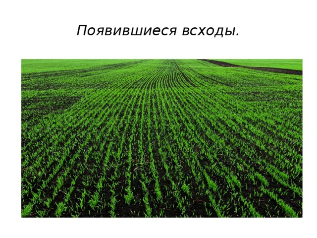 Появившиеся всходы. 