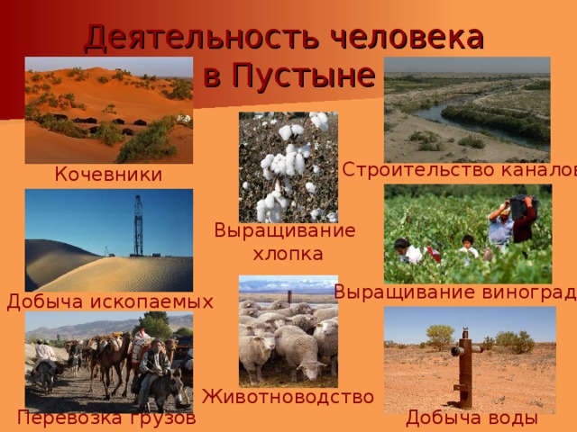 Деятельность человека  в Пустыне Строительство каналов Кочевники Выращивание хлопка Выращивание винограда Добыча ископаемых Животноводство Добыча воды Перевозка грузов 